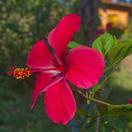 Finca Colibri Ecolodges En Pleine Nature Ferry Playa Najanjo Costa Rica Cabo Blanco Exterior photo