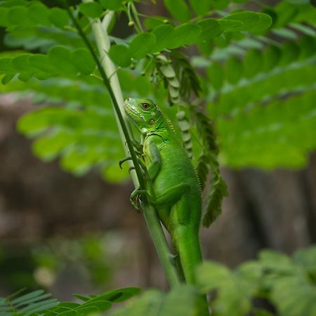 Finca Colibri Ecolodges En Pleine Nature Ferry Playa Najanjo Costa Rica Cabo Blanco Exterior photo