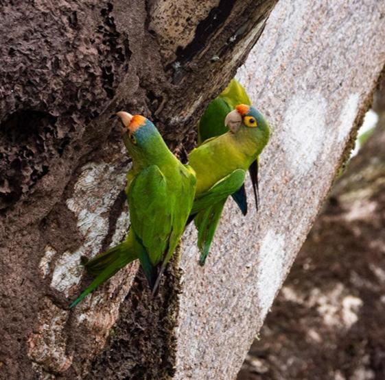 Finca Colibri Ecolodges En Pleine Nature Ferry Playa Najanjo Costa Rica Cabo Blanco Exterior photo
