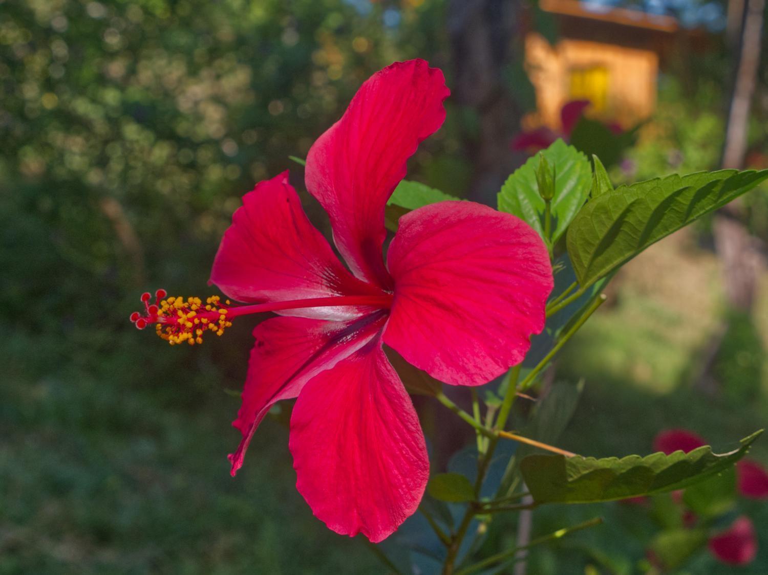 Finca Colibri Ecolodges En Pleine Nature Ferry Playa Najanjo Costa Rica Cabo Blanco Exterior photo