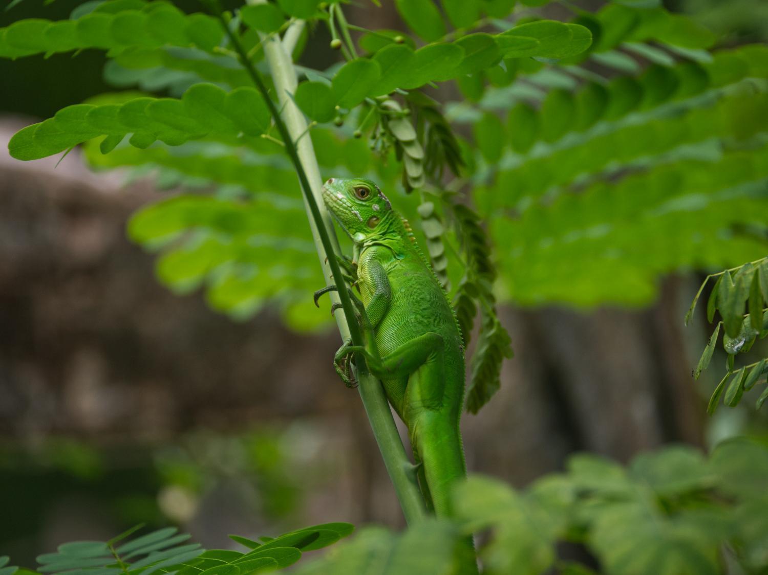 Finca Colibri Ecolodges En Pleine Nature Ferry Playa Najanjo Costa Rica Cabo Blanco Exterior photo
